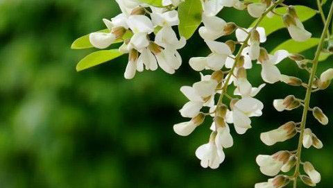 梦见槐花