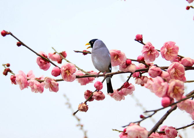 春晓