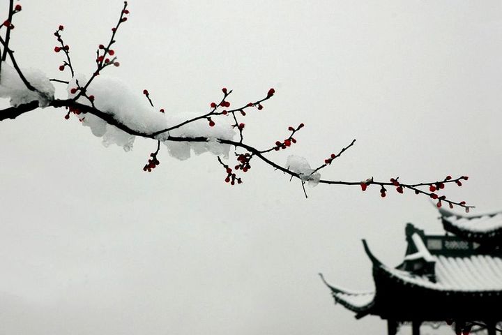 江梅