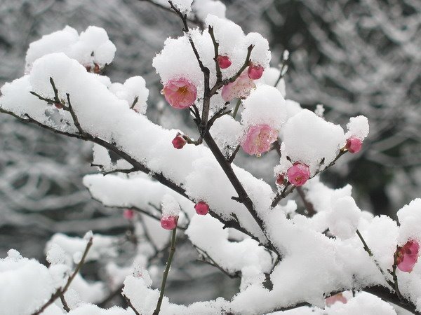 踏莎行·雪中看梅花