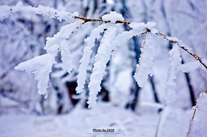 雪诗