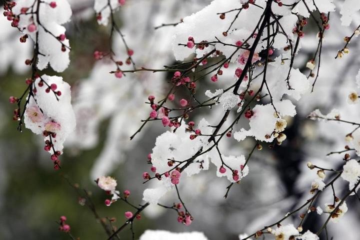 雪夜小饮赠梦得