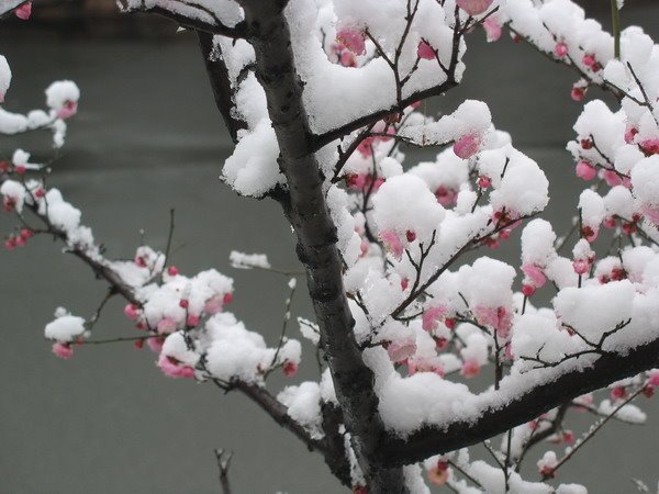 对雪