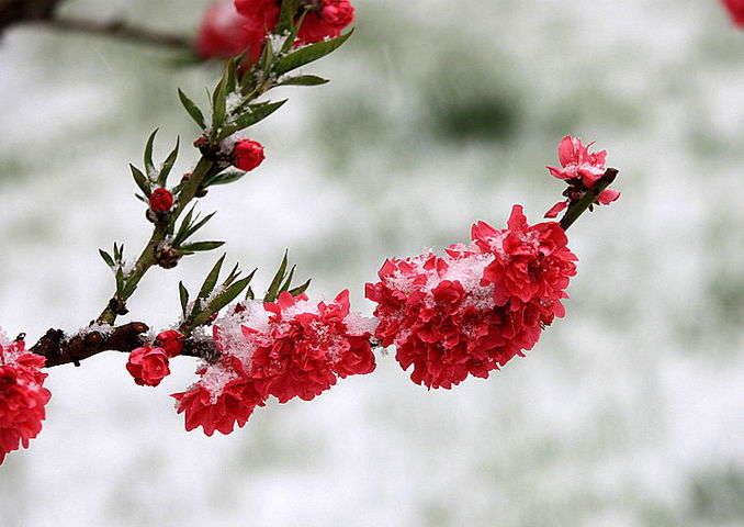 雪望
