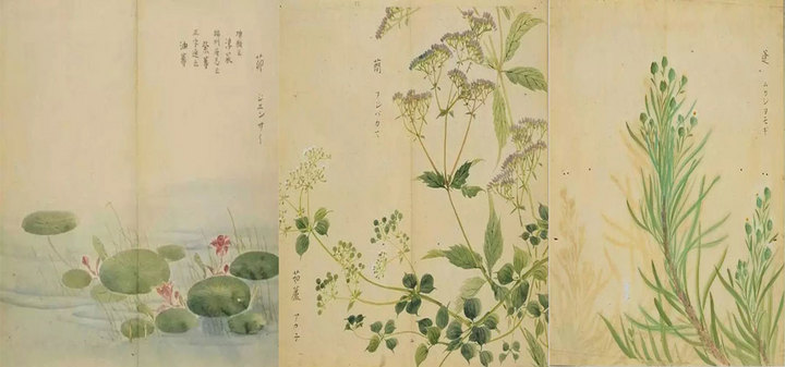 匏有苦叶