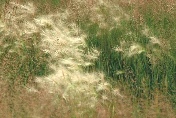 野有蔓草