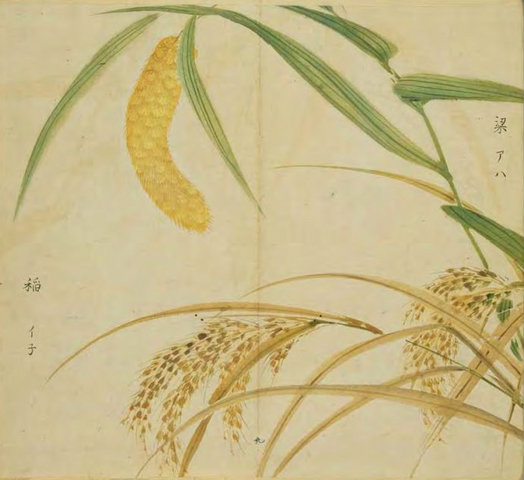 椒聊