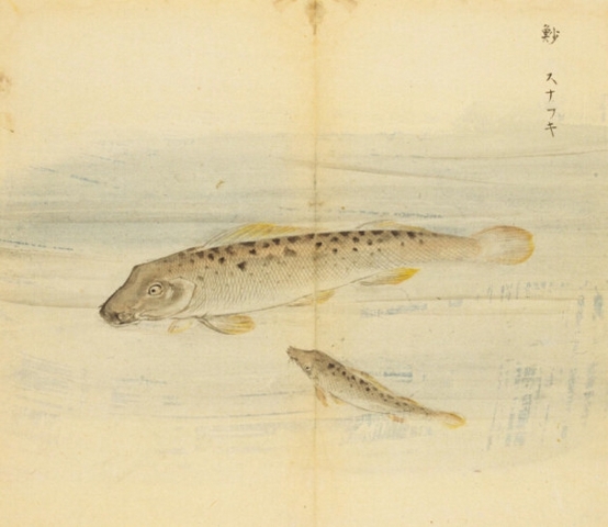 鱼丽