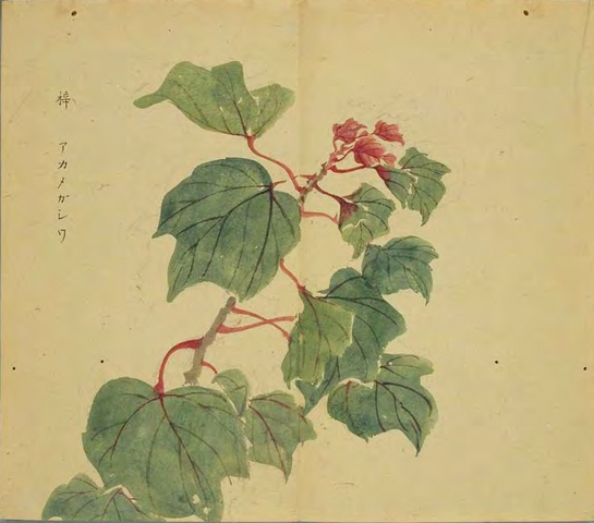 正月