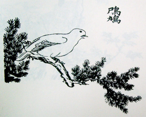 鳲鸠