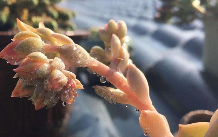 湛露